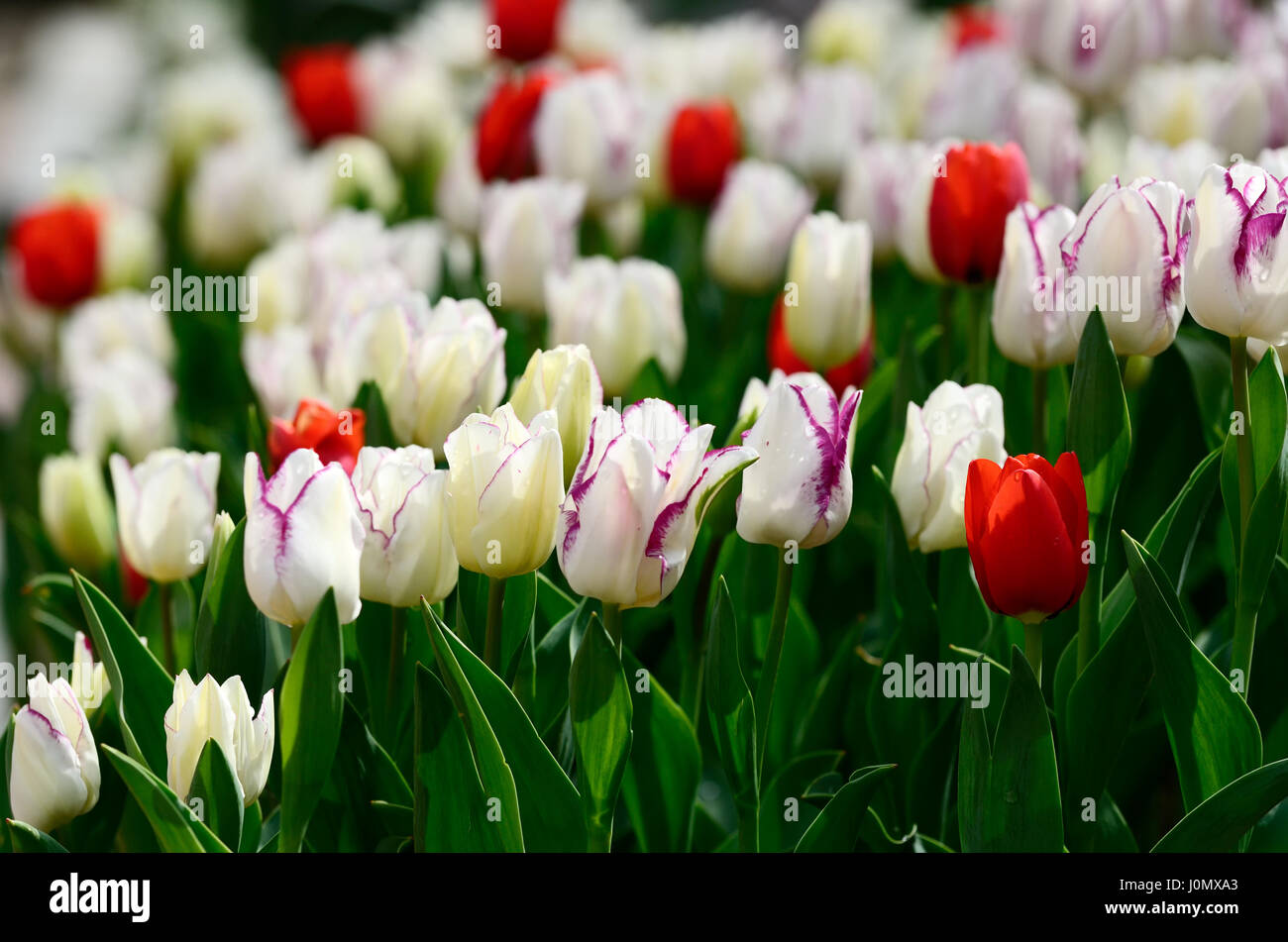 Tulipes fleur rouge et blanc, selective focus Banque D'Images