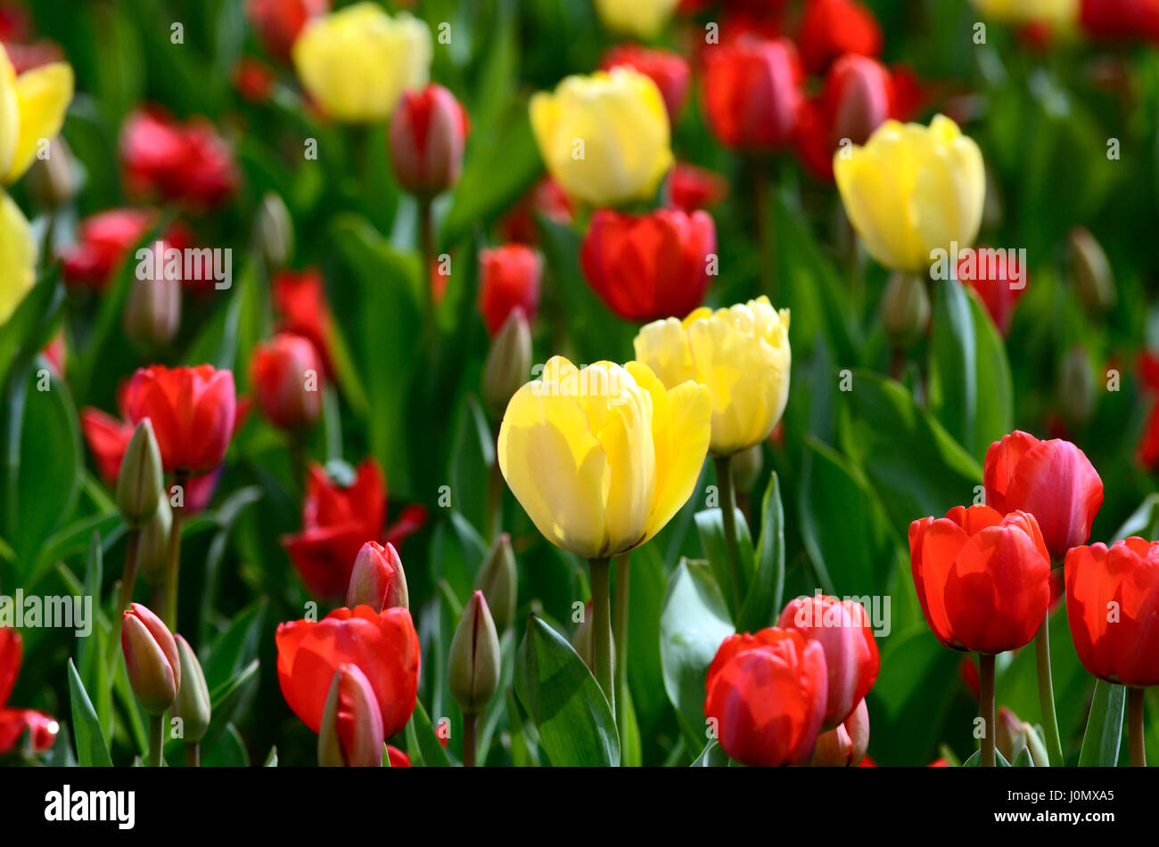 Tulipes fleur jaune et rouge, selective focus Banque D'Images
