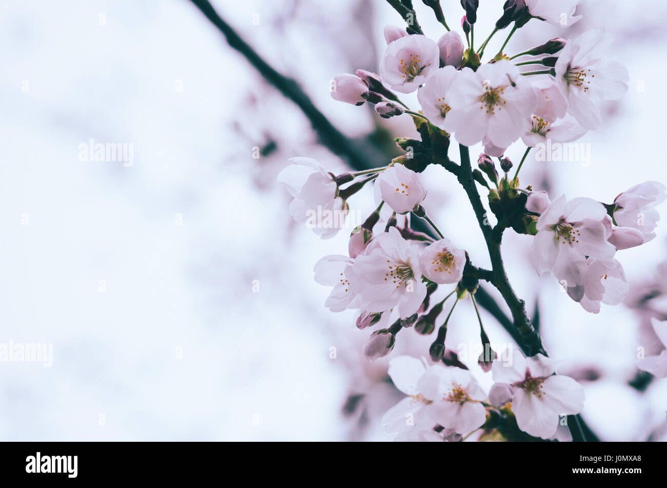 Sakura rose fleur ou fleur de cerisier et soft focus sélectif. Banque D'Images