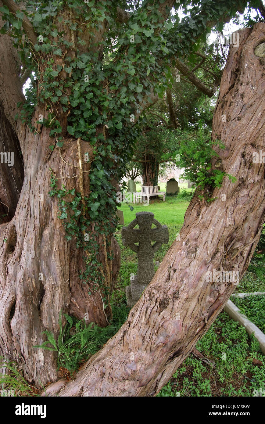 If dans le cimetière de st.Marie la Vierge churchyard, portbury, bristol avec Tim expert if hills Banque D'Images