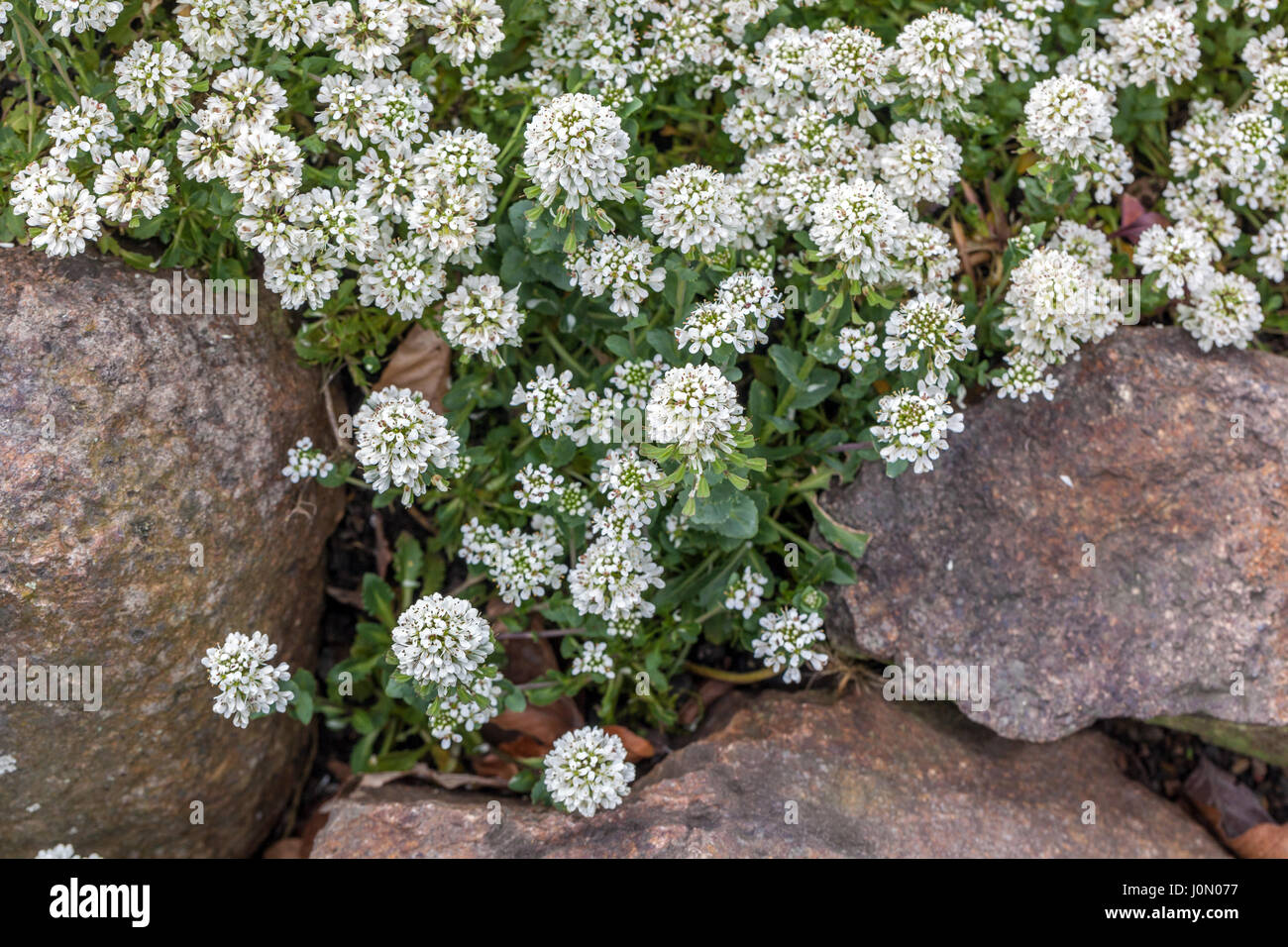 Pennycress, Thlaspi minimum jardin de plantes alpines Banque D'Images