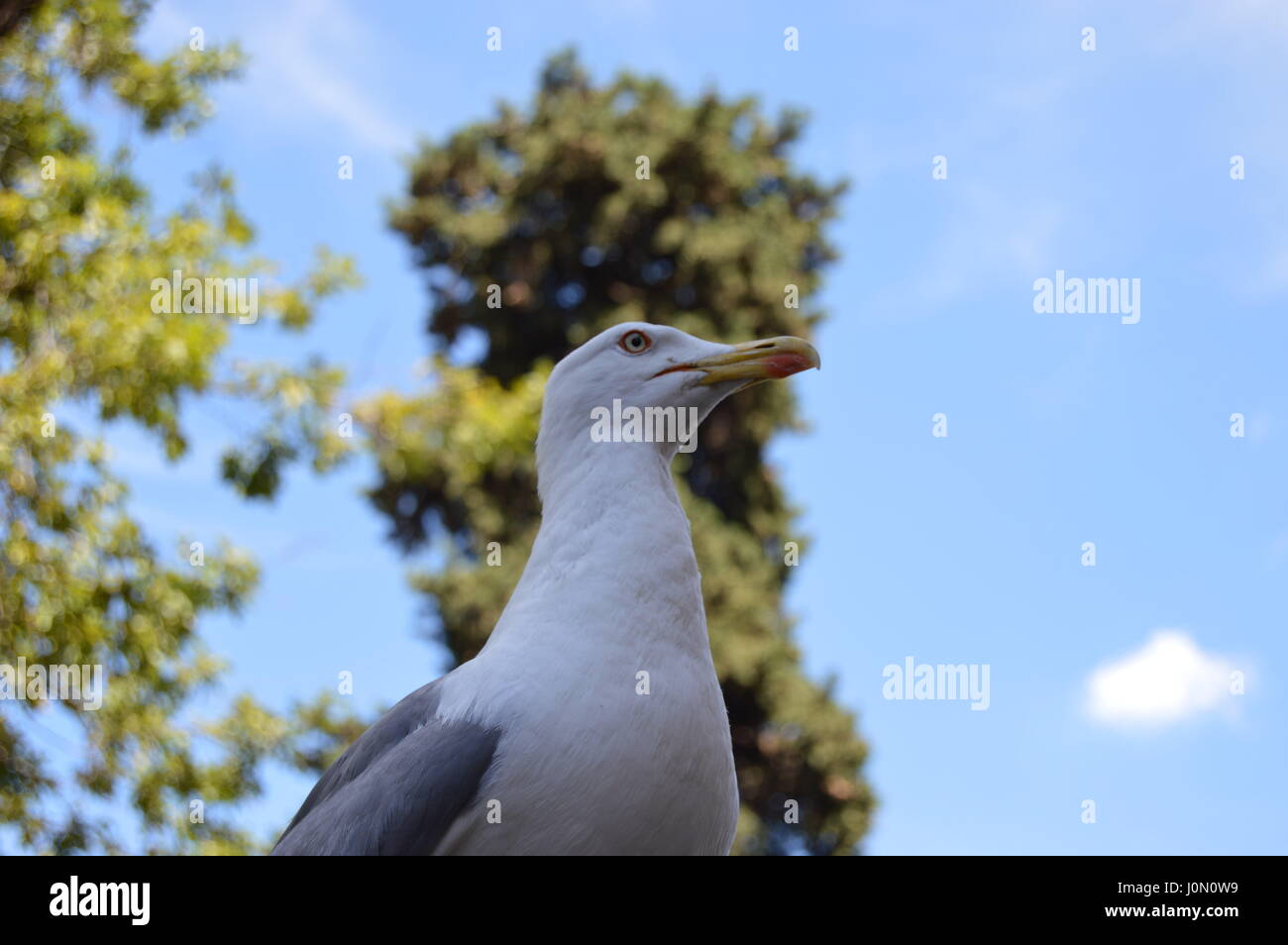 Les oiseaux de l'Italie Banque D'Images