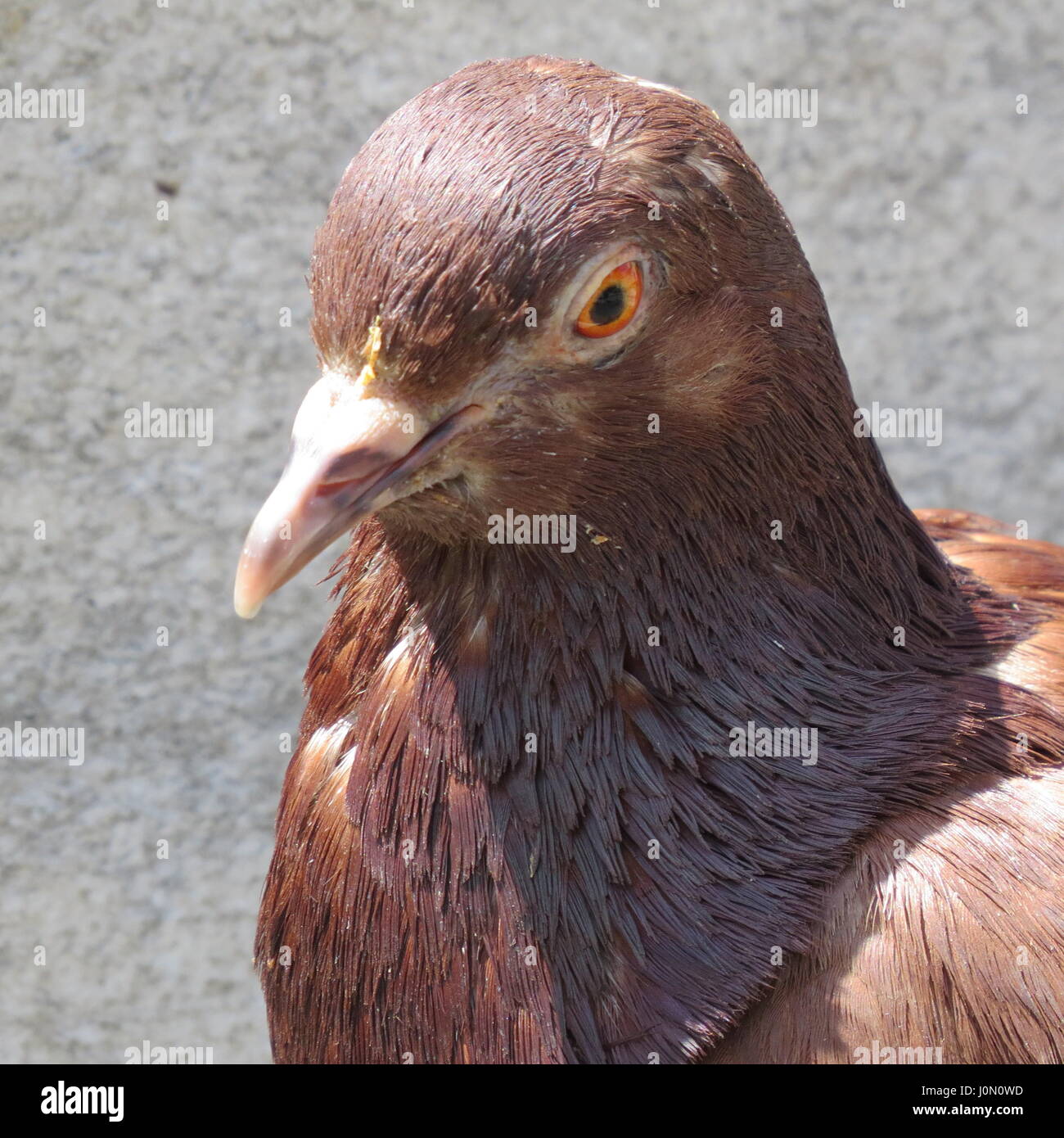 Les oiseaux de l'Italie Banque D'Images