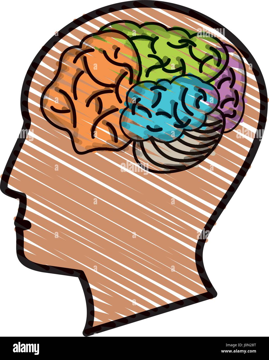 Profil De Tete Cerveau Dessin Image Vectorielle Stock Alamy