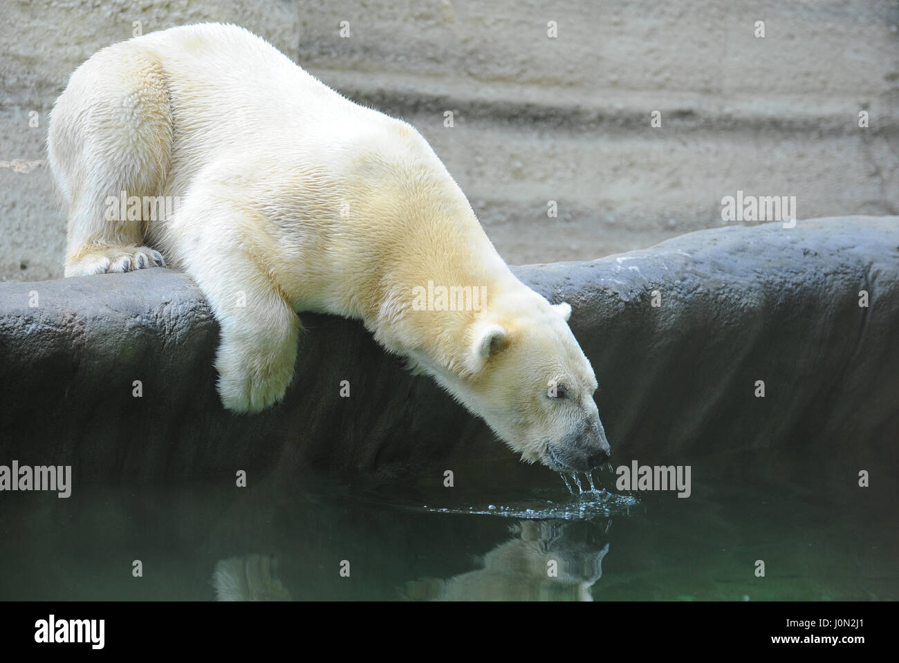 Munich, Allemagne. Le 04 août, 2010. (Dossier) · Une archive photo, datée du 04.08.2010, montre l'ours polaire "Yoghi' pour la première fois de l'eau potable à partir d'un pool dans le nouveau polar bear enclosement au zoo Hellabrunn de Munich, en Allemagne.(à partir de la dpa 'Yoghi l'ours meurt' du 14 avril 2017) Photo : Marc Müller/dpa/Alamy Live News Banque D'Images
