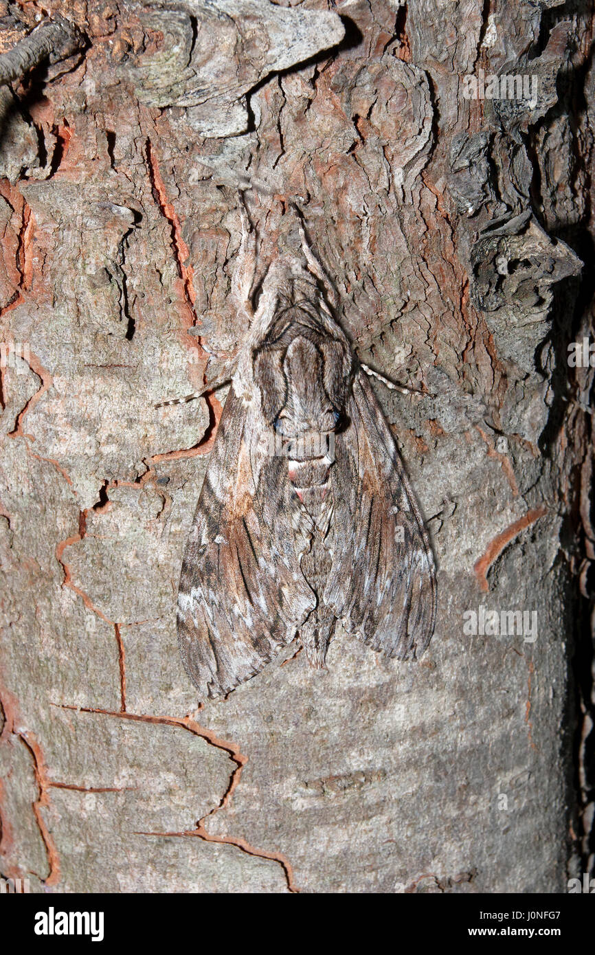 Convolvulus Hawk-moth sur l'écorce de pin Banque D'Images