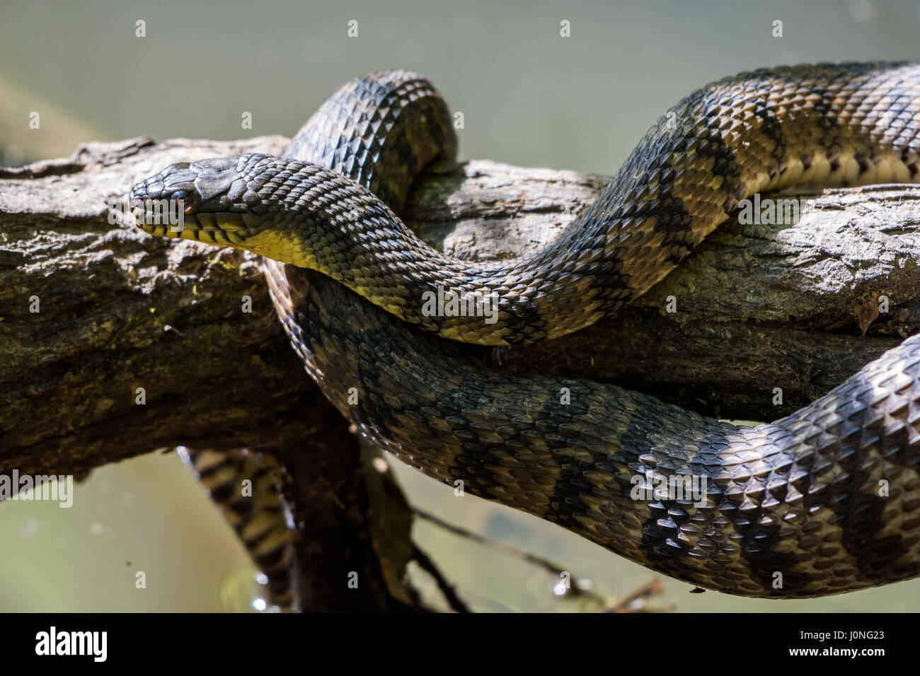 Un grand diamant de secours serpent d'eau (Nerodia rhombifer) sur un tronc d'arbre par un étang. Houston, Texas, USA. Banque D'Images