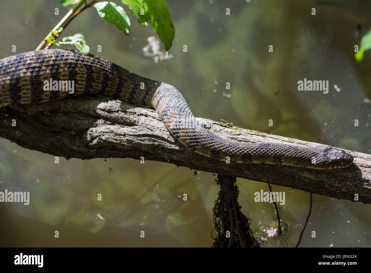 Un grand diamant de secours serpent d'eau (Nerodia rhombifer) reposant sur un tronc d'arbre par un étang après un repas. Houston, Texas, USA. Banque D'Images
