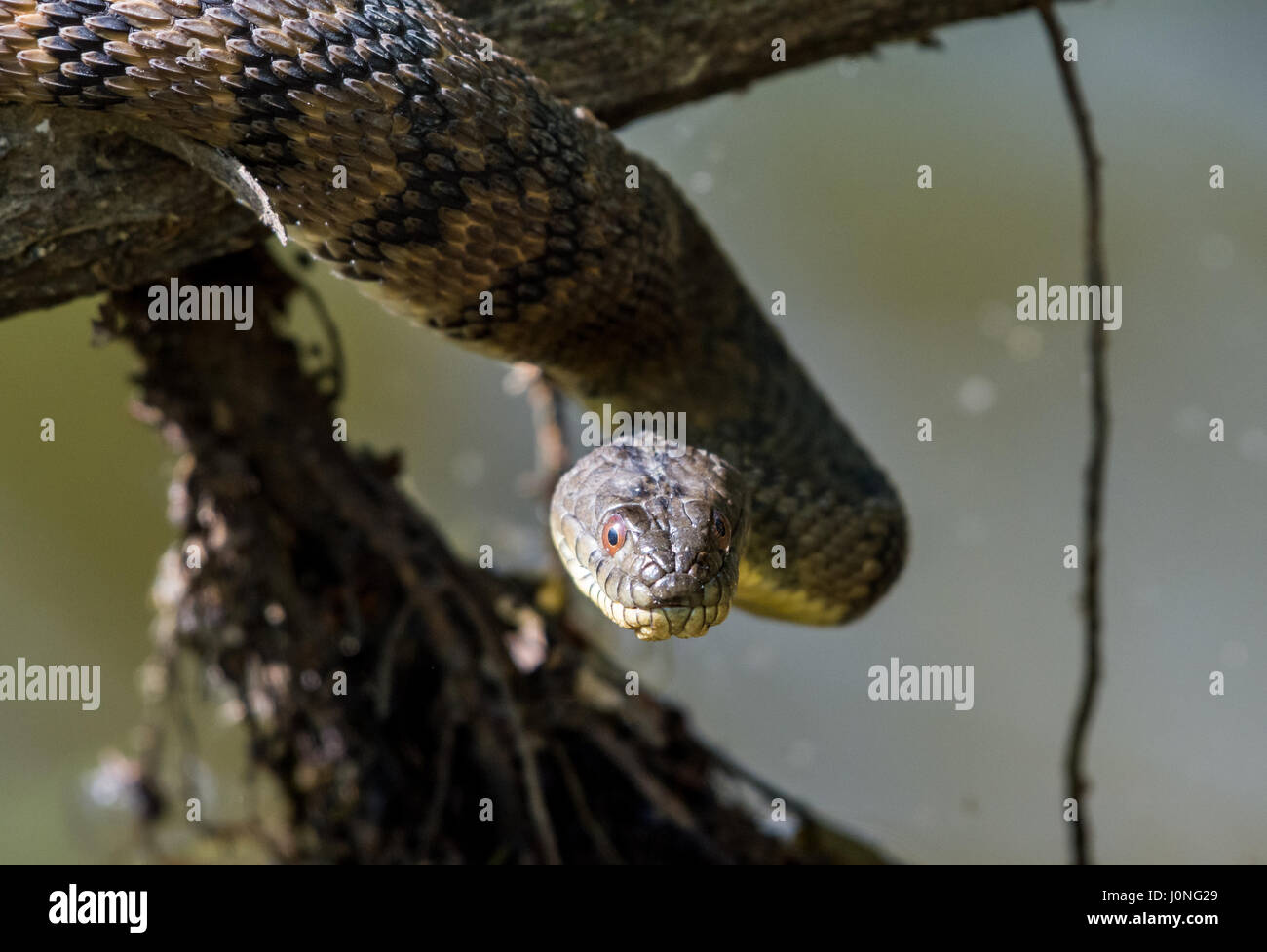 Un grand diamant de secours serpent d'eau (Nerodia rhombifer) sur un tronc d'arbre par un étang. Houston, Texas, USA. Banque D'Images