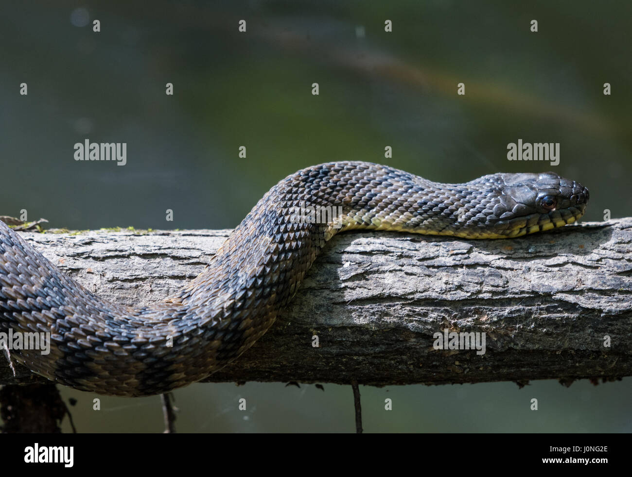Un grand diamant de secours serpent d'eau (Nerodia rhombifer) sur un tronc d'arbre par un étang. Houston, Texas, USA. Banque D'Images