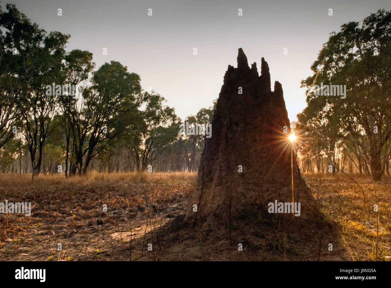 Termitière à l'aube (Nasutitermes triodae), le Parc National de Kakadu, Australie Banque D'Images