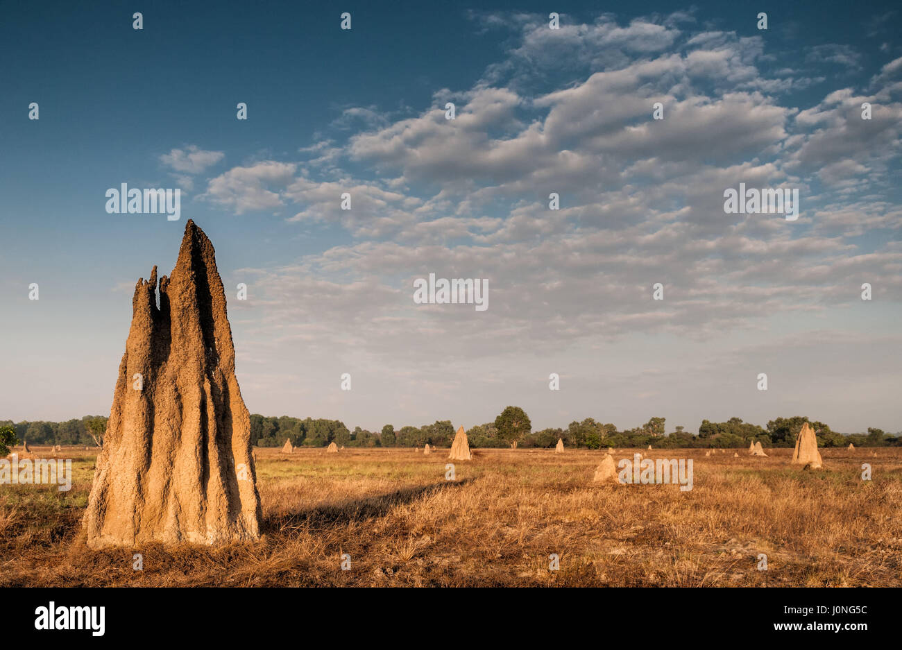 Termitière à l'aube (Nasutitermes triodae), le Parc National de Kakadu, Australie Banque D'Images
