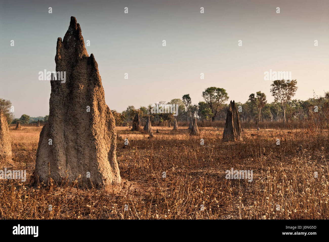 Termitière à l'aube (Nasutitermes triodae), le Parc National de Kakadu, Australie Banque D'Images