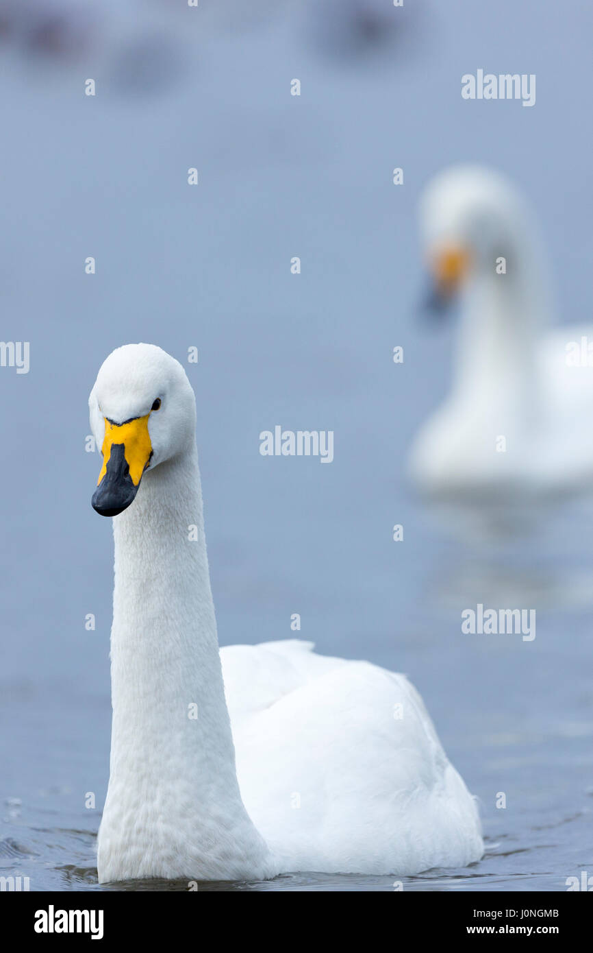 , Cygne chanteur Cygnus cygnus, Close up à Welney Wetland Centre, Norfolk, UK Banque D'Images