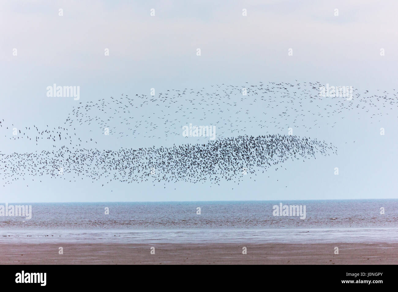 L'estuaire de lavage à King's Lynn - grands troupeaux de noeuds Calidris canutus, et le Bécasseau variable Calidris alpina, recueillir, à Norfolk, UK Banque D'Images