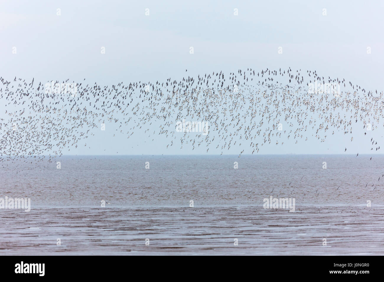 L'estuaire de lavage à King's Lynn - grands troupeaux de noeuds Calidris canutus, et le Bécasseau variable Calidris alpina, recueillir, à Norfolk, UK Banque D'Images