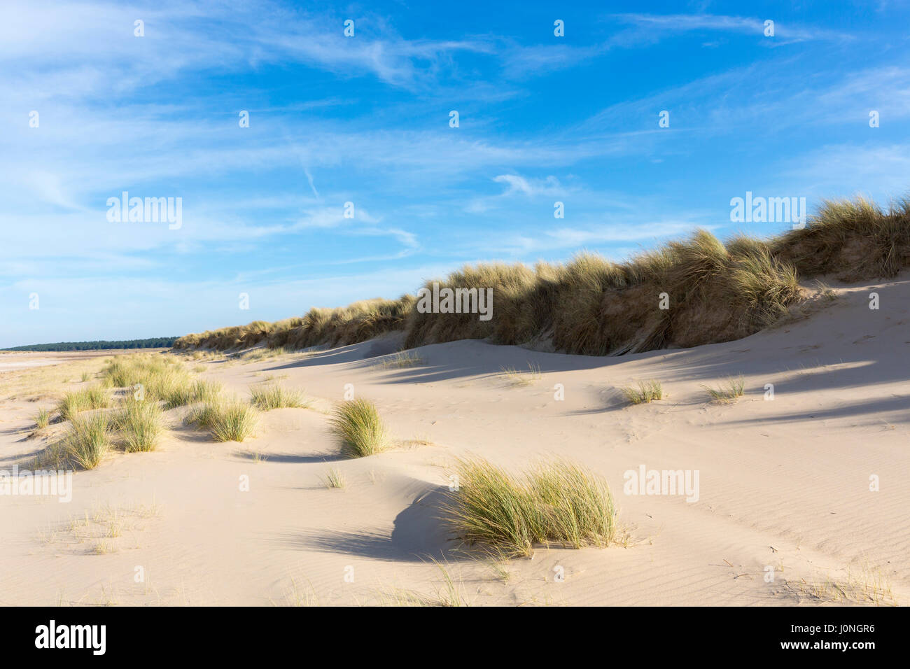 Dunes de sable côtières avec l'Oyat, l'une des graminées Ammophila Xérophyte ( ) à Sandy Holkham Beach, North Norfolk Coast UK Banque D'Images