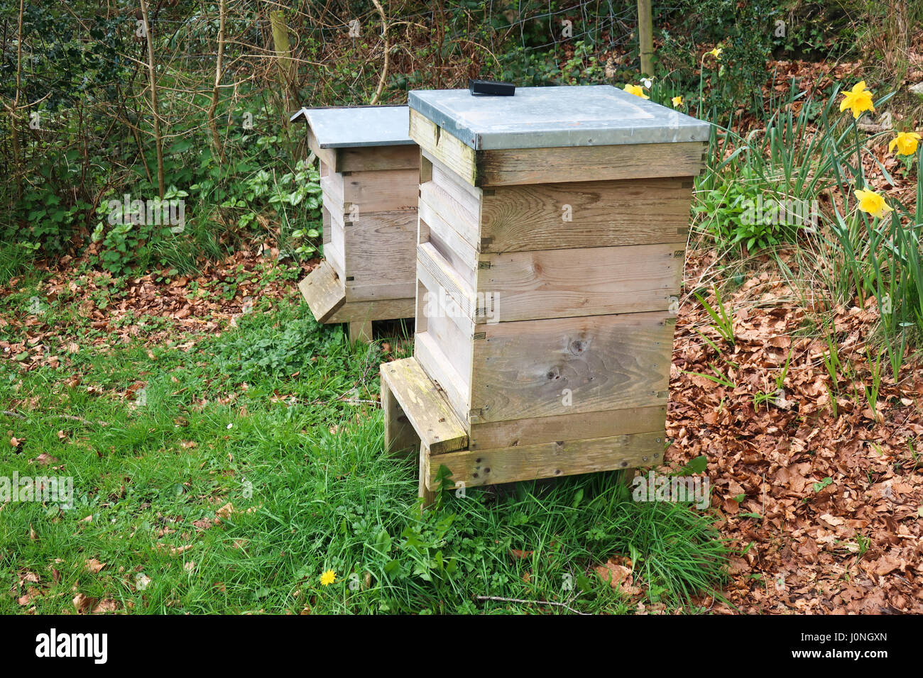 ruche d’abeilles Banque D'Images