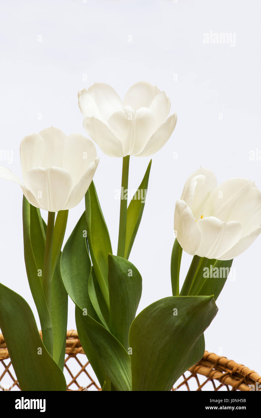 Tulipes blanches dans un panier sur fond blanc Banque D'Images