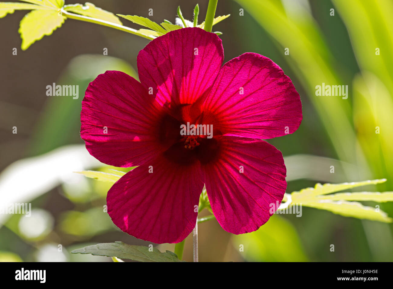 Roselle (Hibiscus) subdariffa plante en fleur Photo Stock - Alamy
