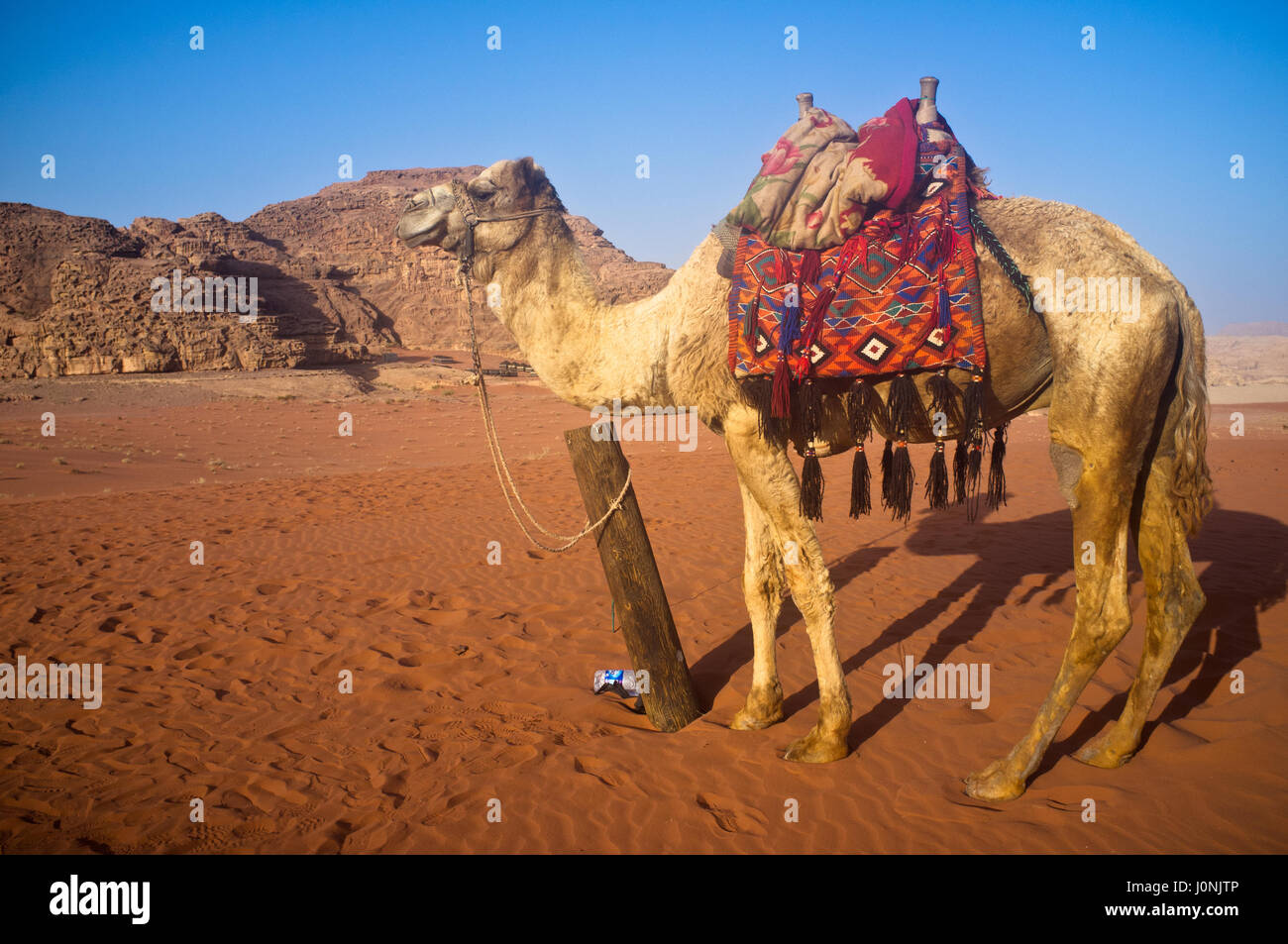 Camel seul prêt pour l'exploration. Le désert de Wadi Rum. La Jordanie. Banque D'Images