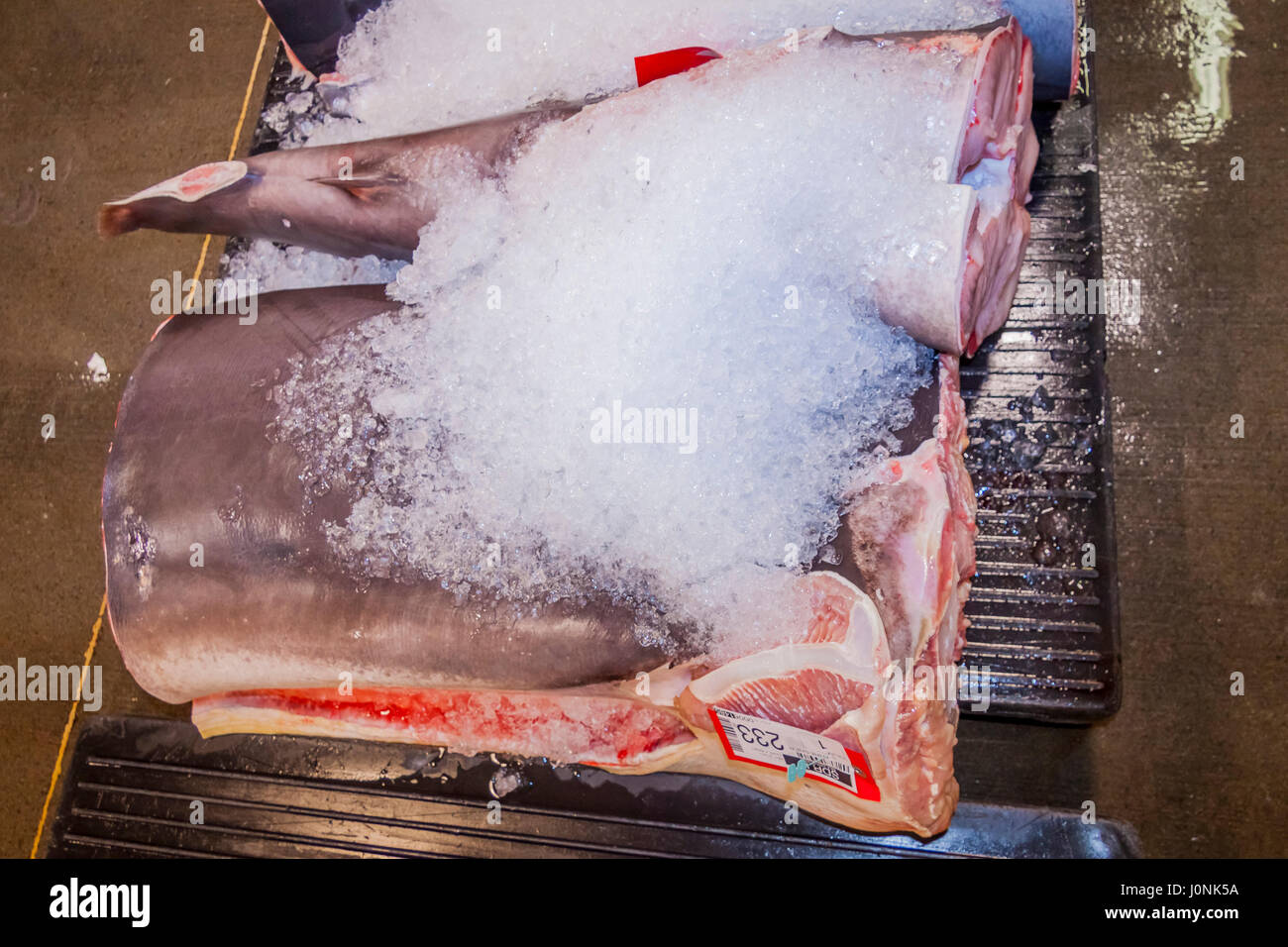 Tresher Shark à la criée, Alopias sp., New York, USA Banque D'Images