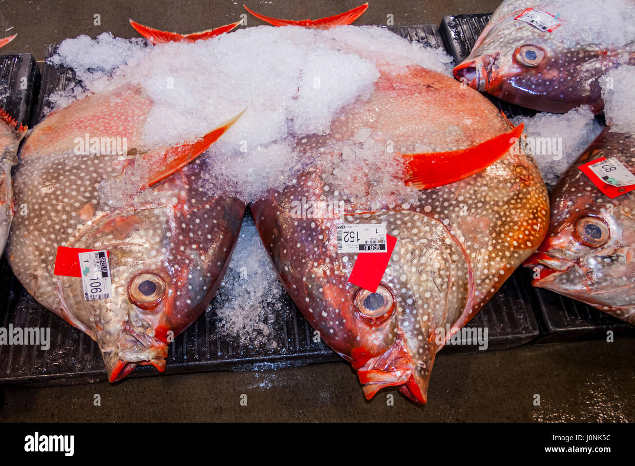 Moonfish Lampris à poissons, guttatus, New York, USA Banque D'Images