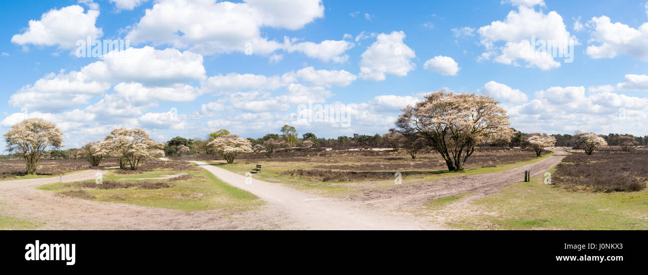 Panorama de la lande avec arbres en fleurs blanc Amelanchier lamarkii, piste cyclable et chemin d'herbe pour l'équitation, Pays-Bas Banque D'Images