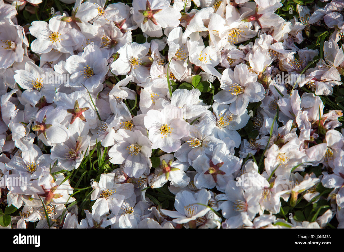 Vue de dessus de fallen cherry blossom flowers. Banque D'Images