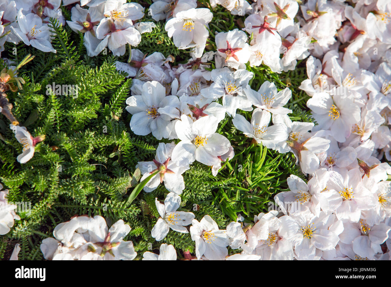 Vue de dessus de fallen cherry blossom flowers. Banque D'Images