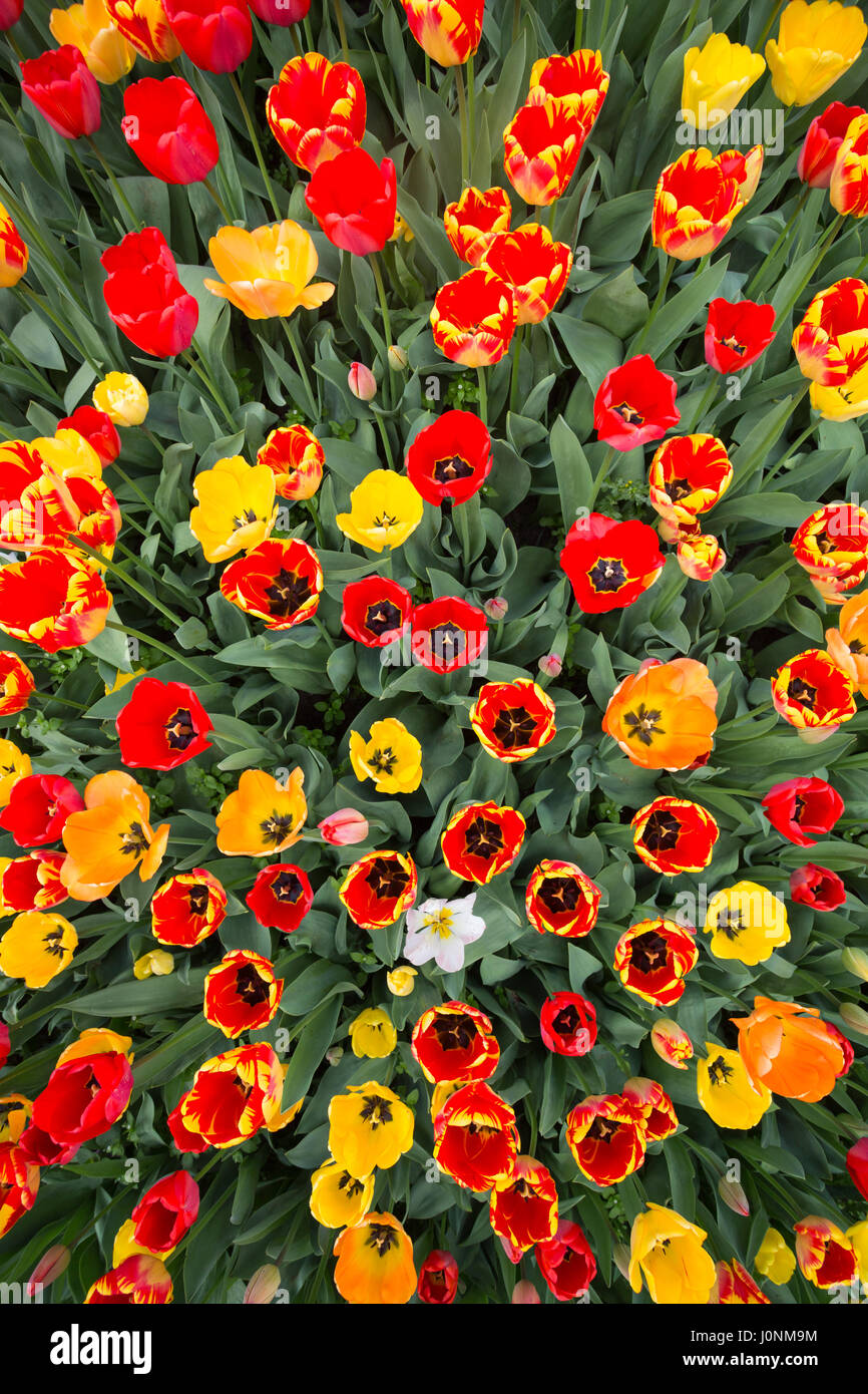 Vue de dessus d'un champ de jaune, rouge et orange Tulip fleurs. Banque D'Images