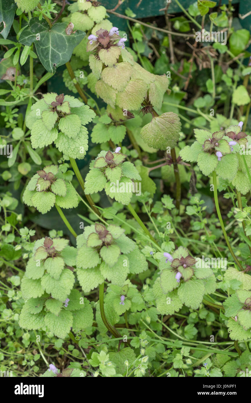 Un petit exemple de purpueum rouge à fleurs violettes / Lamium à côté d'un sentier. Banque D'Images