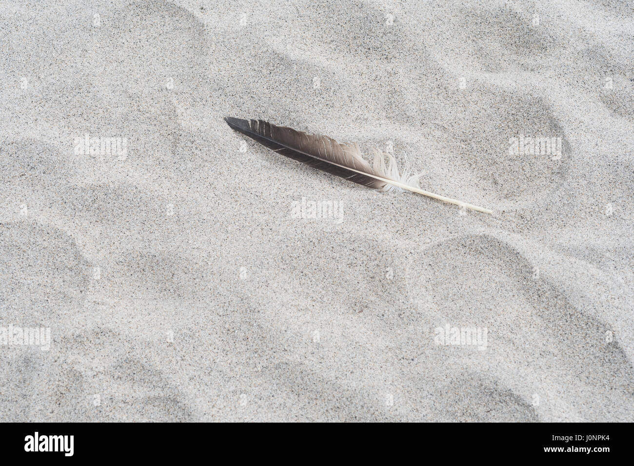 Seul le bas sur gull beach. Plume unique isolé. Banque D'Images