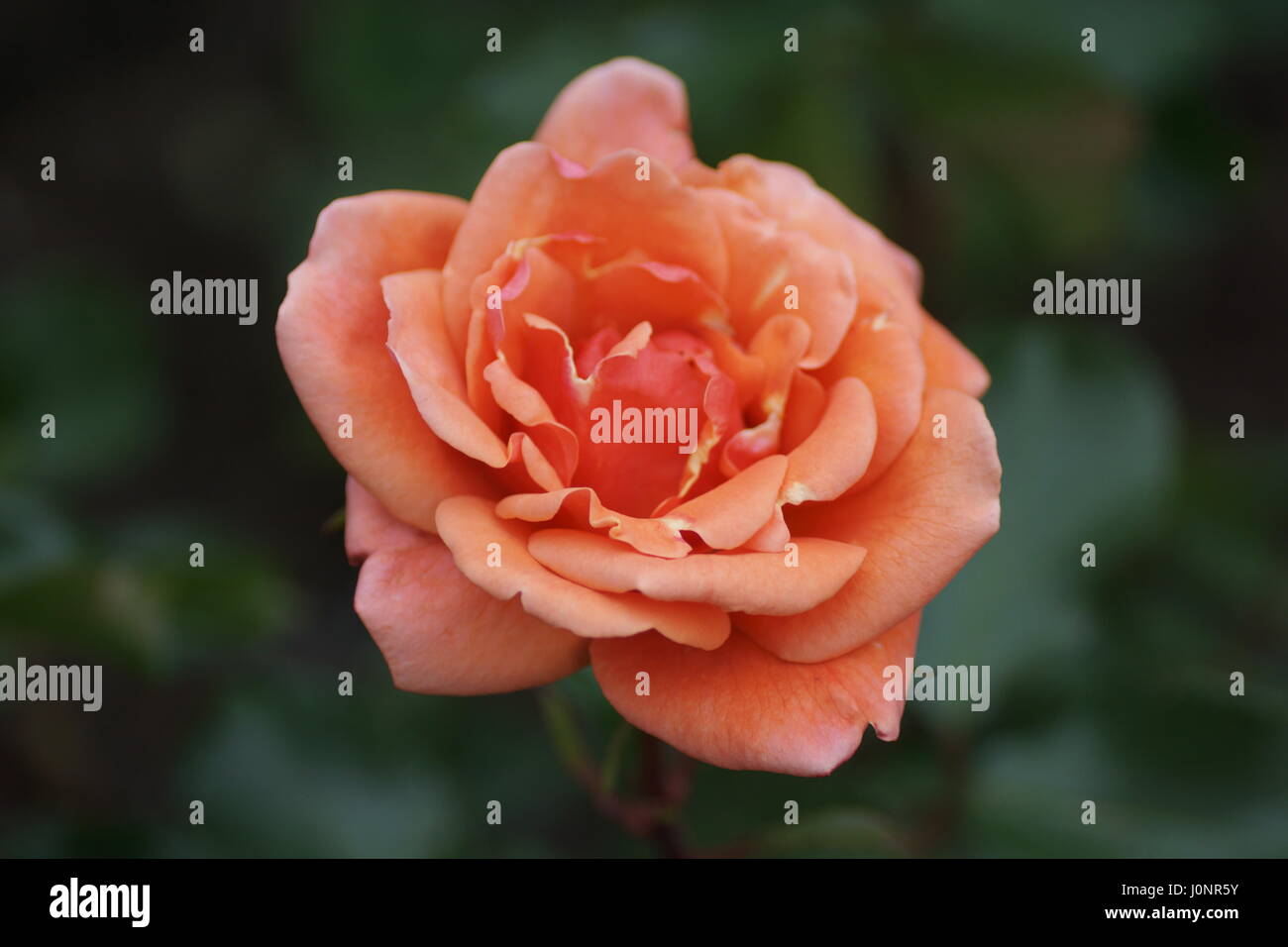 Rosa 'belle Bretagne' Banque D'Images