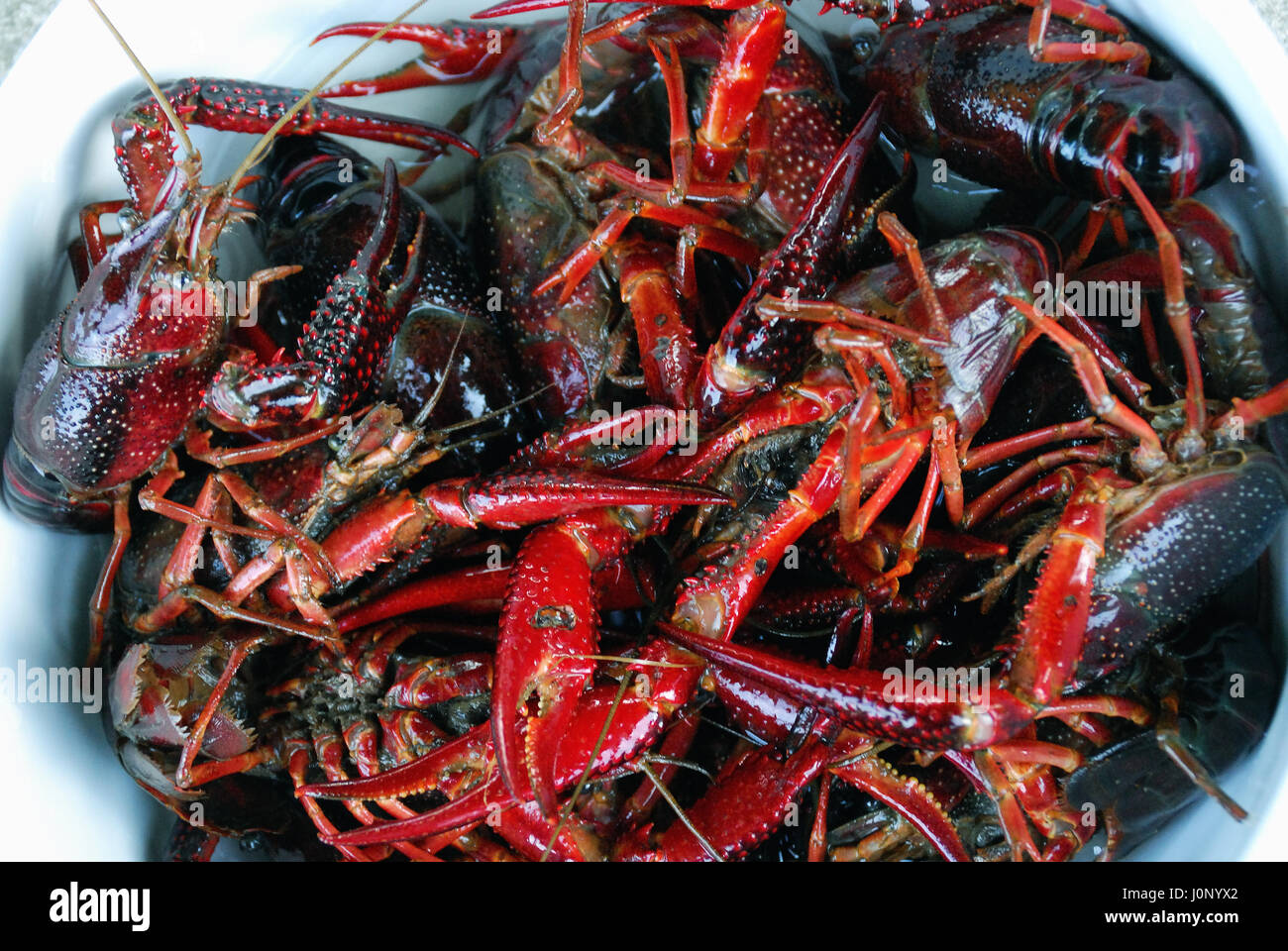 Le lac de Fimon, Vicenza. L'été 2010 restera comme l'été de la Louisiane la langouste tueur. Personne ne sait comment l'écrevisse de Louisiane est entré dans le petit lac des monts Berici. Ce genre de mollusques est destroing l'habitat naturel de la zone. La population locale apprécie le goût et l'a introduit dans la cuisine locale. Banque D'Images