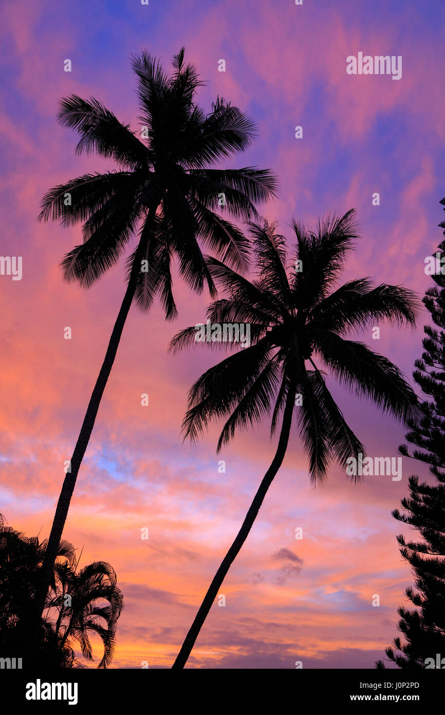 Lits jumeaux de cocotier, arbre coucher du soleil, la baie de Kaneohe, Oahu, Hawaii Banque D'Images