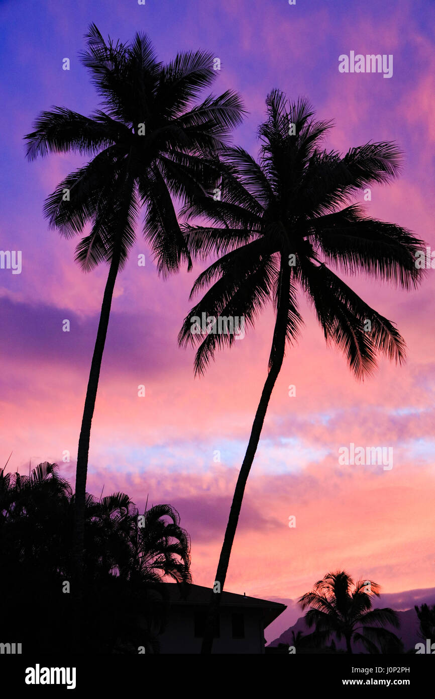 Lits jumeaux de cocotier, arbre coucher du soleil, la baie de Kaneohe, Oahu, Hawaii Banque D'Images