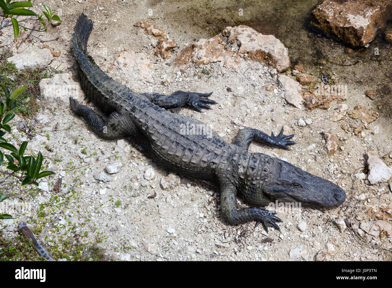 Big alligator dans le parc national des Everglades. Florida, United States Banque D'Images