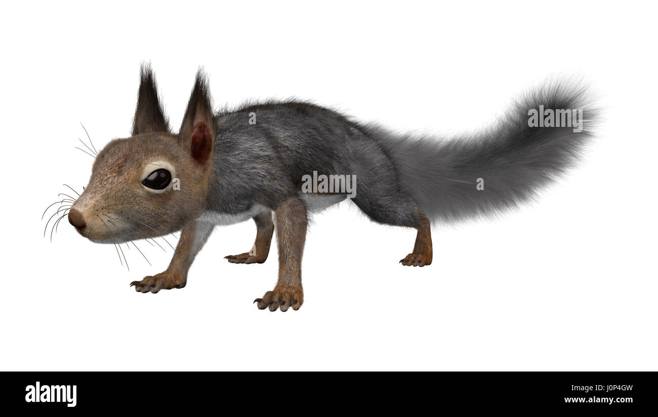 Le rendu 3D d'un écureuil gris isolé sur fond blanc Banque D'Images
