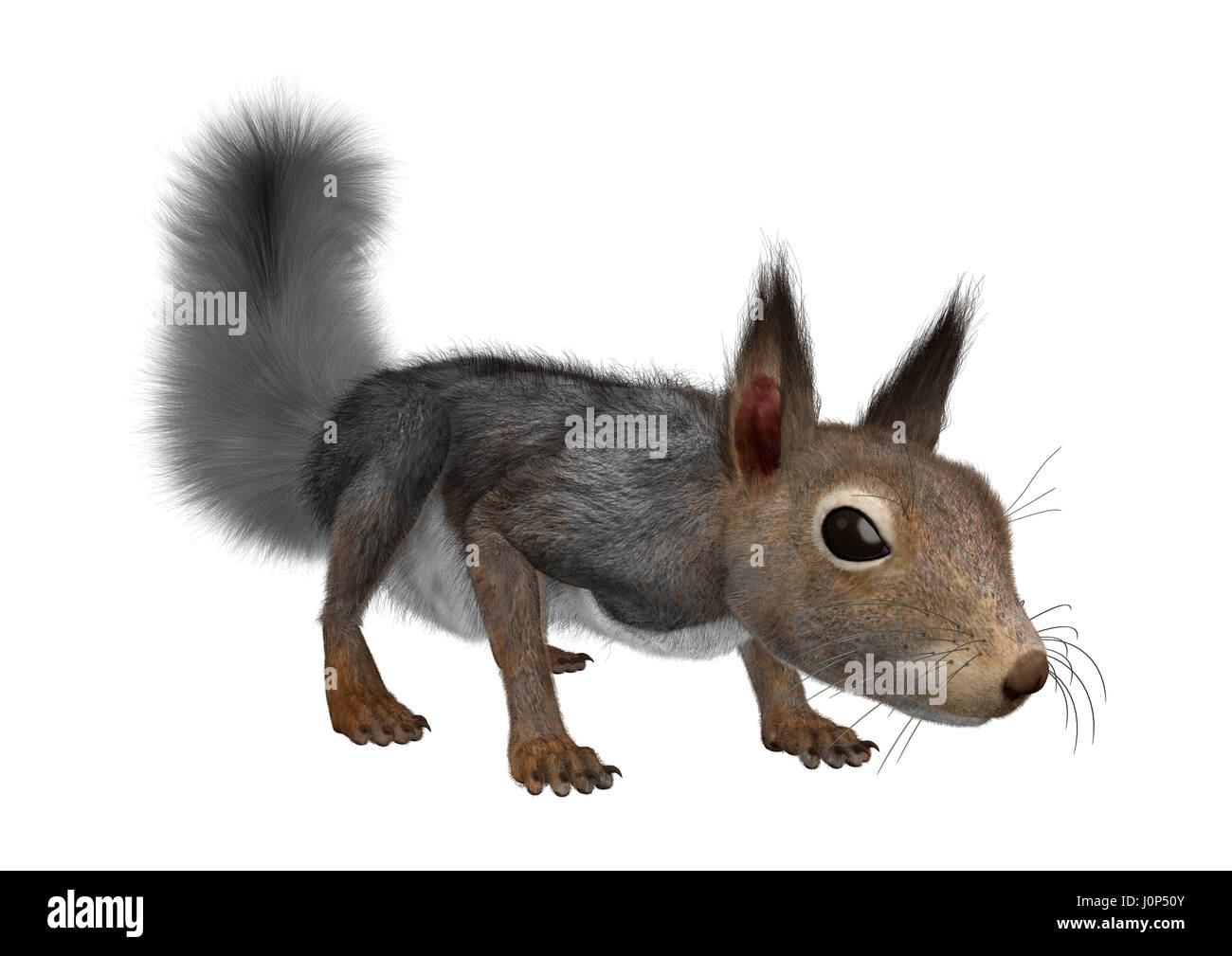 Le rendu 3D d'un écureuil gris isolé sur fond blanc Banque D'Images