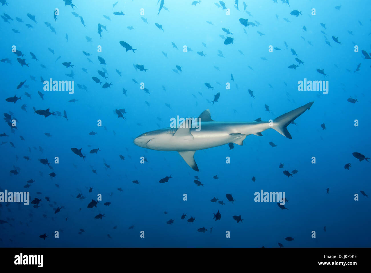 Requin gris de récif (Carcharhinus amblyrhynchos) Banc de poissons balistes à dents rouges (Odonus niger) dans l'eau bleue, de l'Océan Indien, les Maldives Banque D'Images