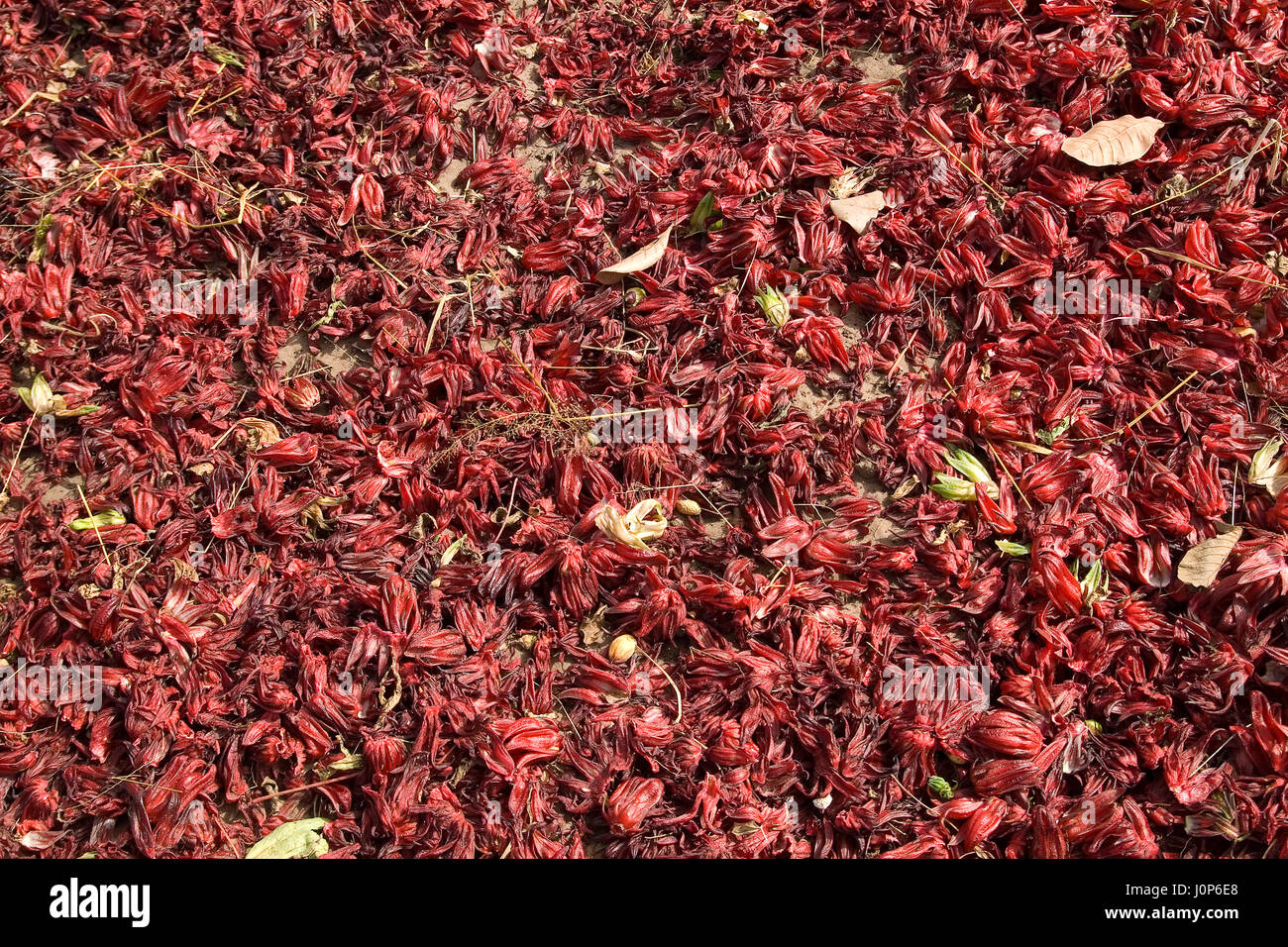 Feuilles de Roselle utilisés pour la production de verre de bissap Banque D'Images