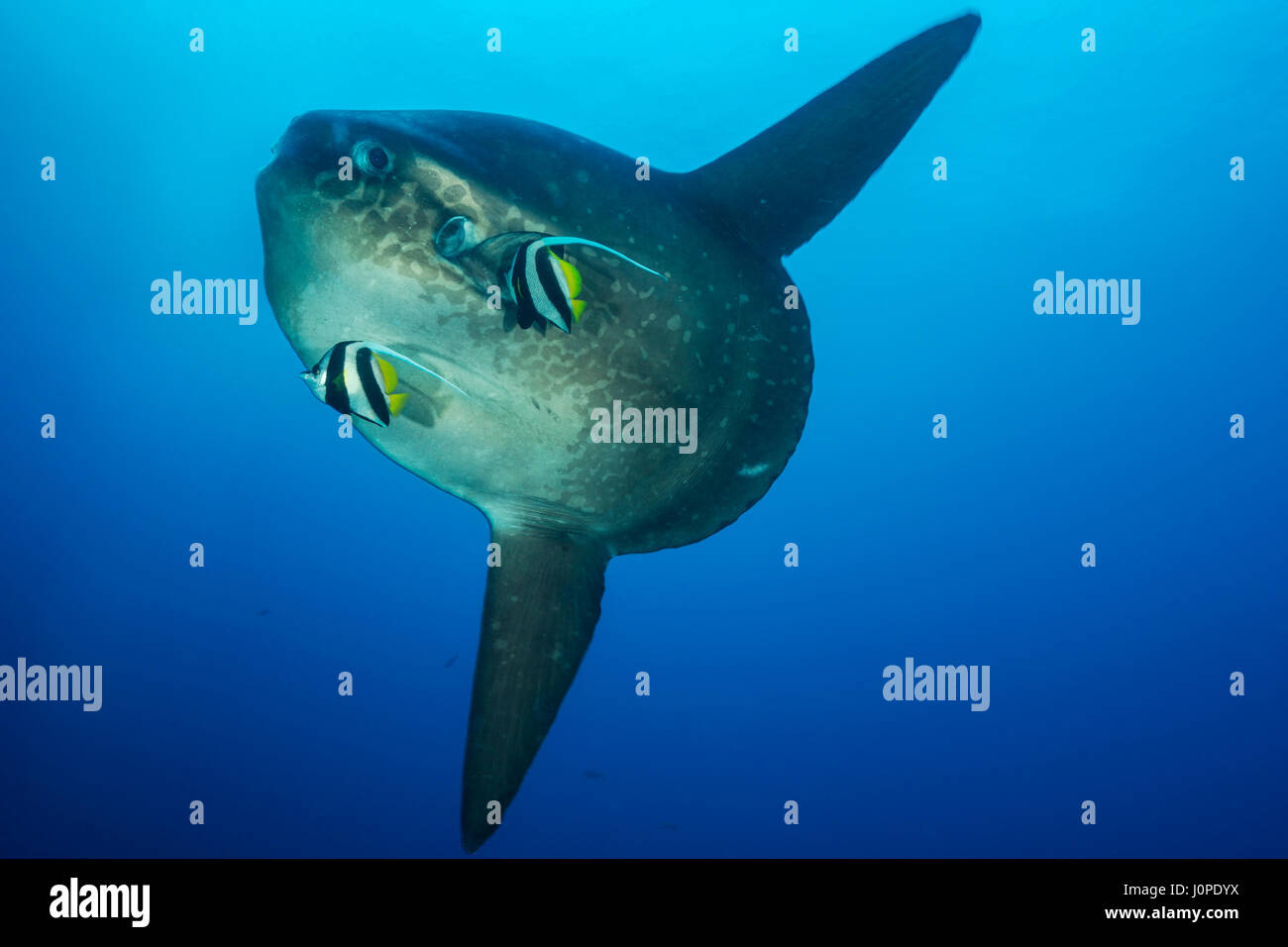 Mola Mola Banque D Image Et Photos Alamy