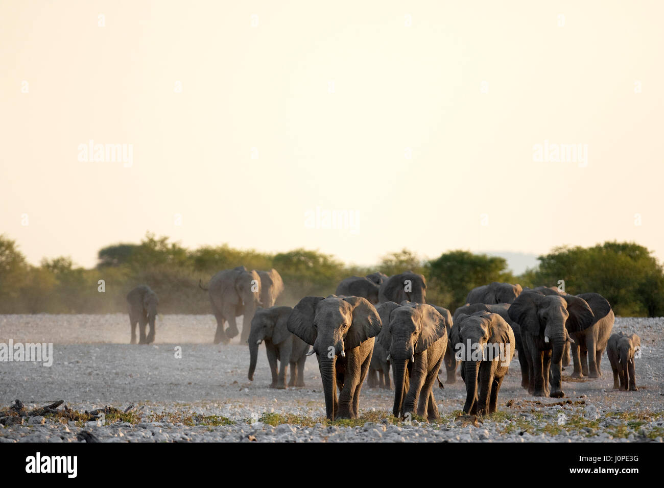 Éléphant à trou d'eau dans le parc national d'Etosha, Namibie Banque D'Images
