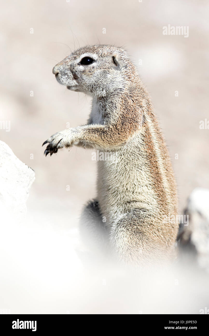 Écureuil terrestre dans le parc national d'Etosha, Namibie Banque D'Images