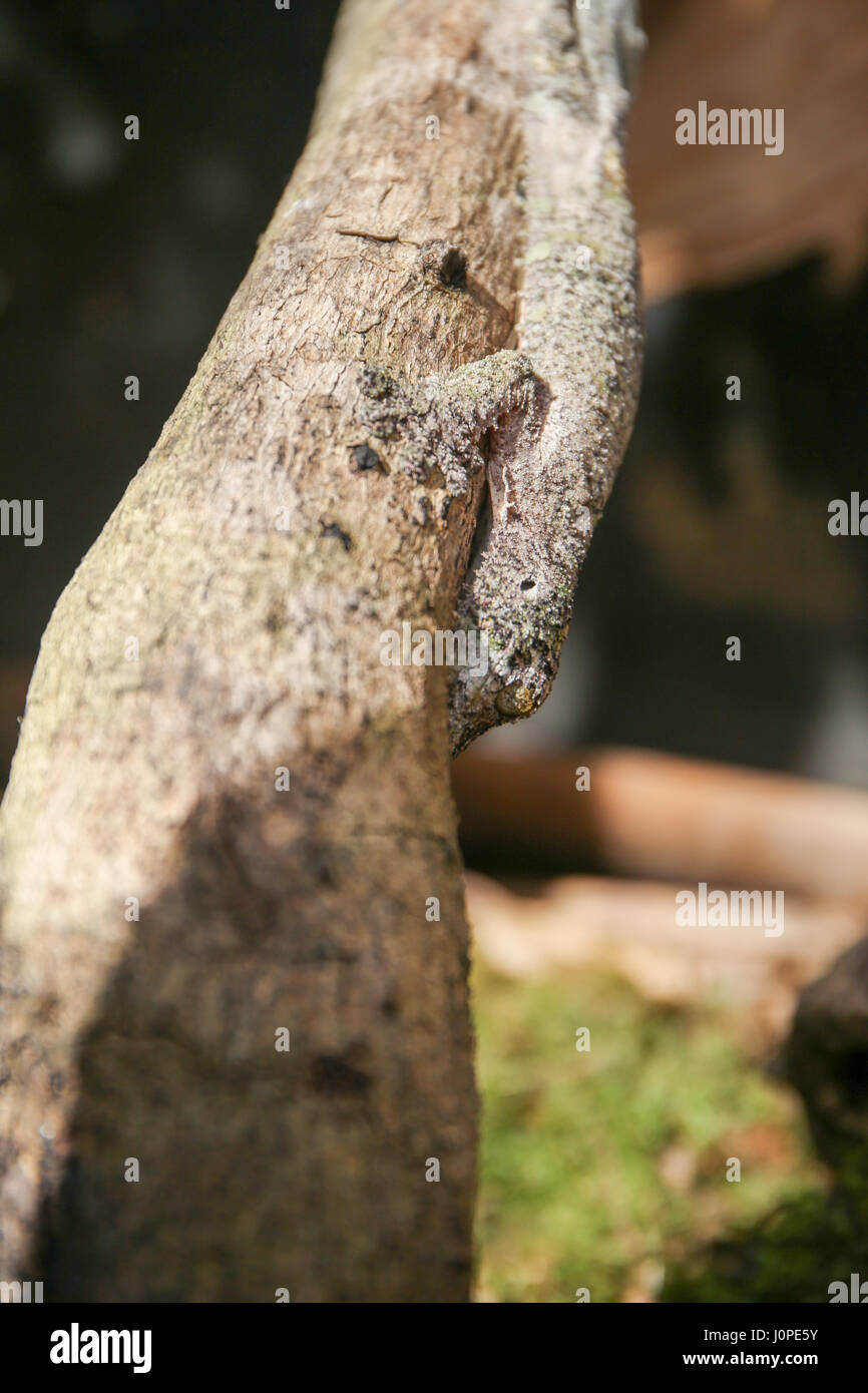 La créature la plus incroyable à Madagascar : gecko à queue de feuille moussus (Uroplatus sikorae) camouflée sur un arbre Banque D'Images