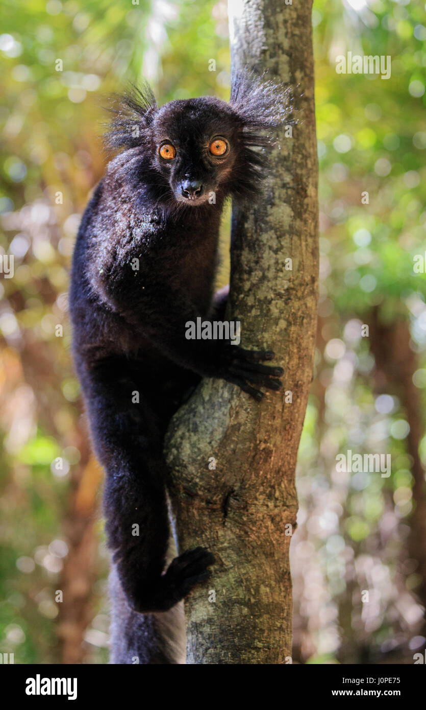 Un portrait d'un lémurien noir (Eulemur macaco),Gros plan sur la faune. Lémuriens noirs vivent dans le nord-ouest de Madagascar. Le lémurien noir se produit dans moite pour Banque D'Images
