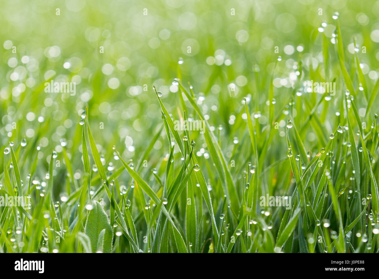 Rosée sur l'herbe verte Banque D'Images