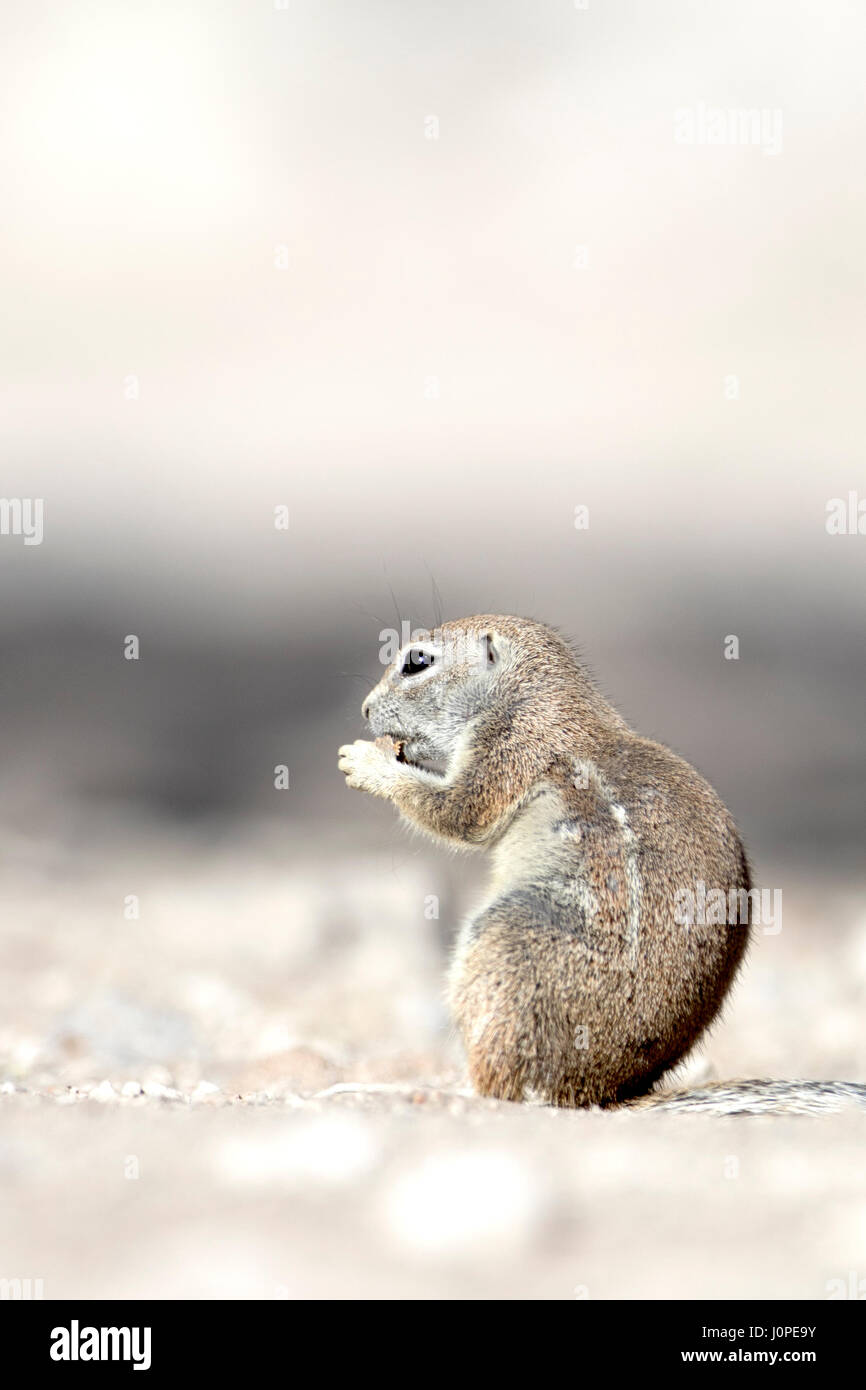 Écureuil terrestre dans le parc national d'Etosha, Namibie Banque D'Images