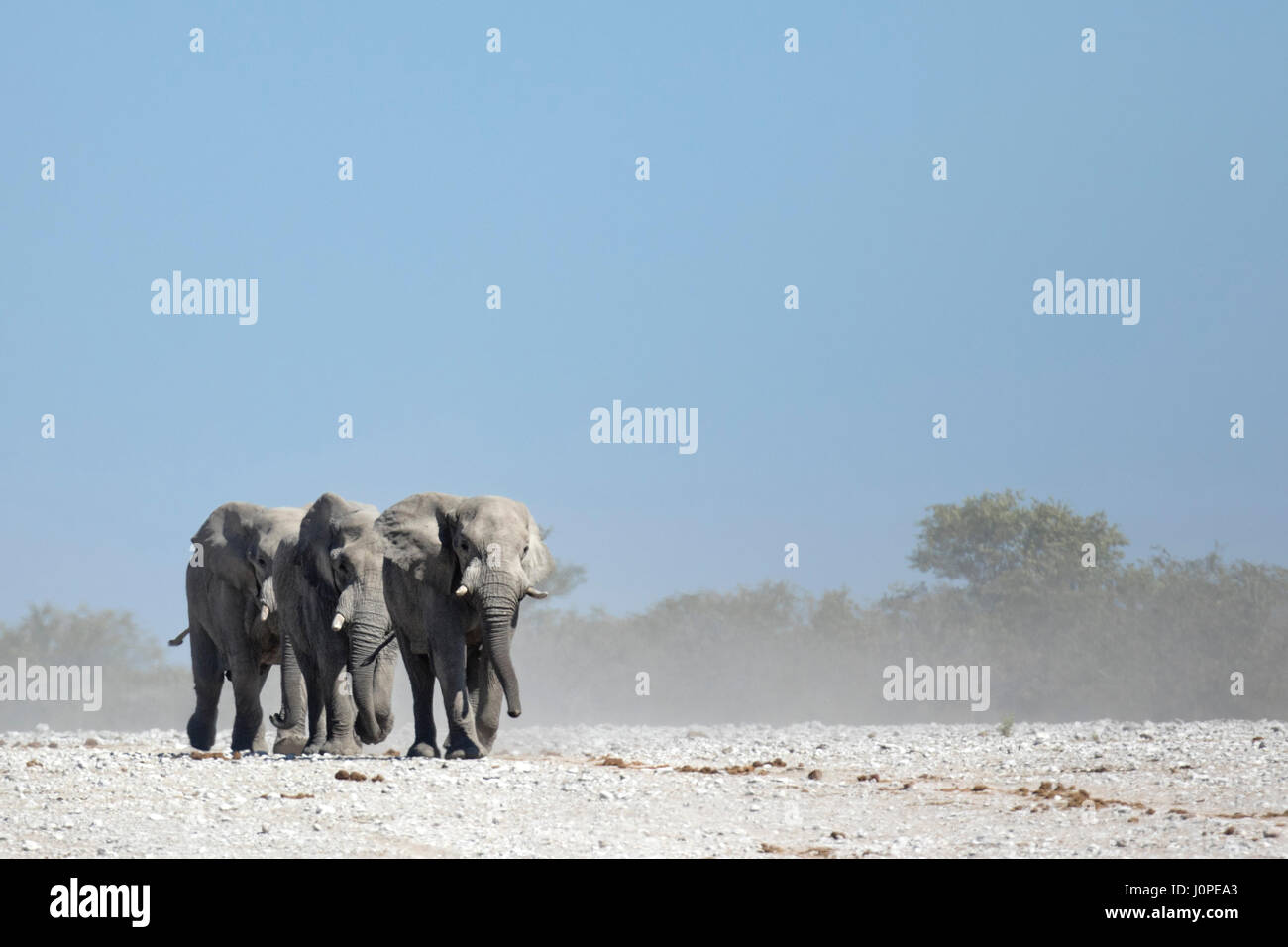 Les éléphants dans le parc national d'Etosha, Namibie Banque D'Images